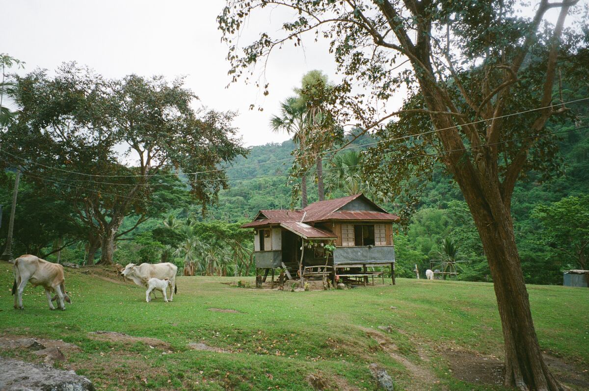 Cows grazing beside a stilt house in a green valley