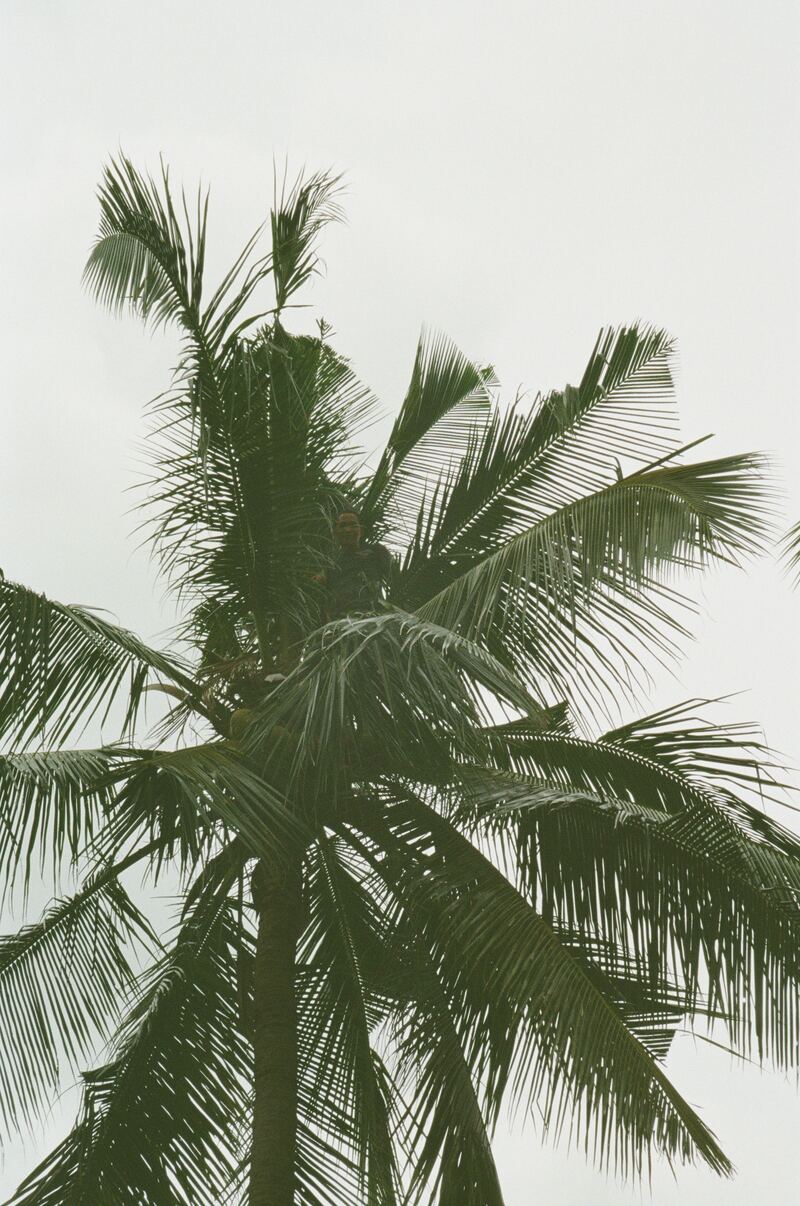 A palm tree seen from below against a pale sky